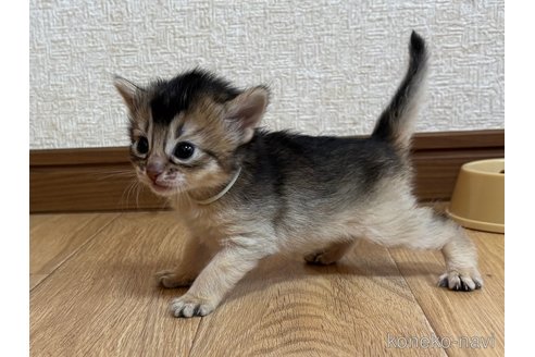 成約済の千葉県のソマリ-112460の6枚目